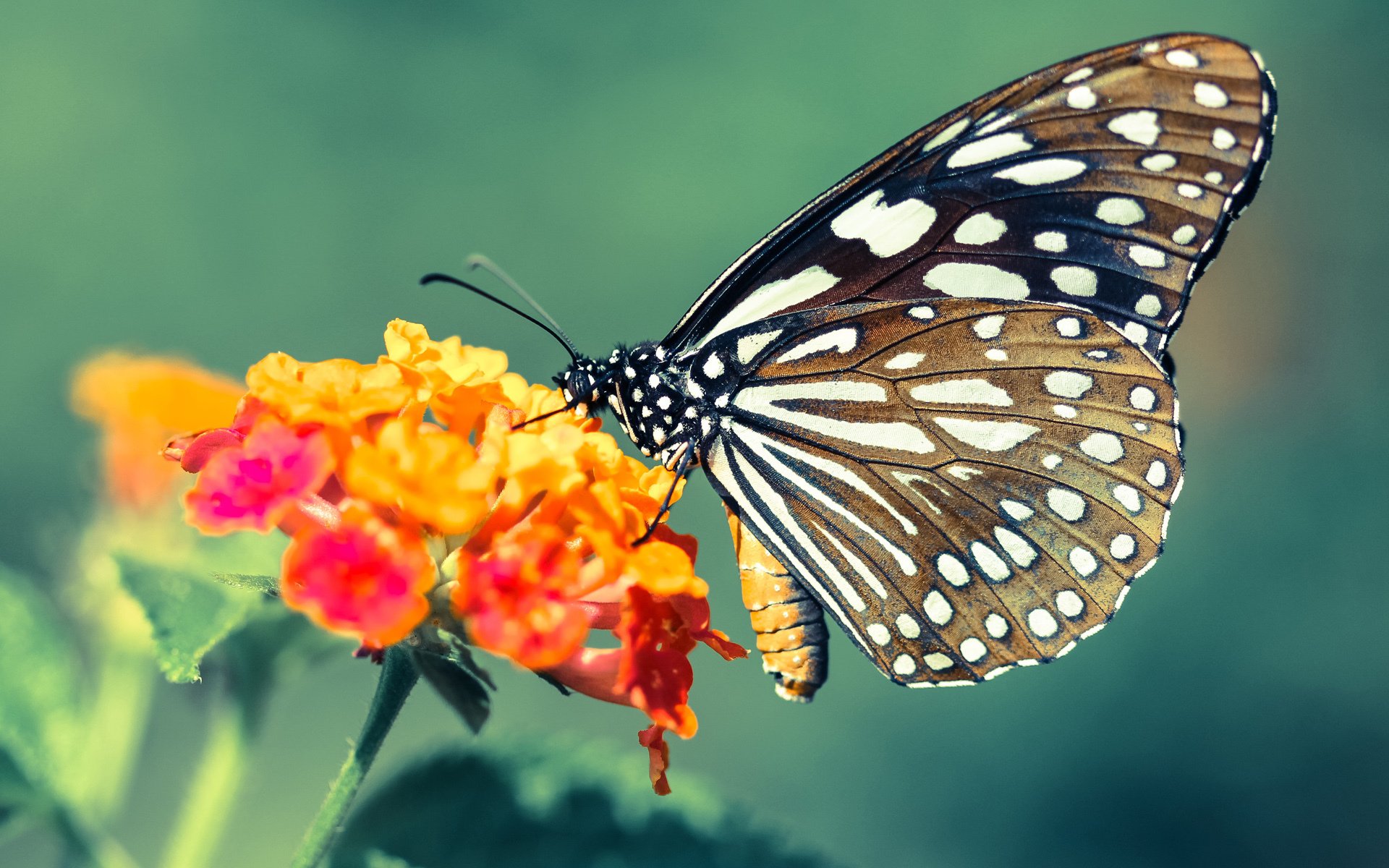 Kaiyun(中国)开云-_海底漫步体验：潜入海底探奇冒险_，kimmy海底探险